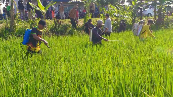 Petani Sidaharja Ciamis semprot massal basmi hama wereng