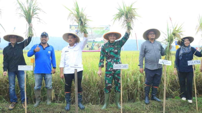 Distan Ciamis Dampingi Dirjen Kementerian Pertanian Laksanakan Panen dan Gerakan Tanam Padi