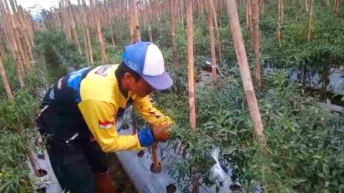 Hama wereng cabai