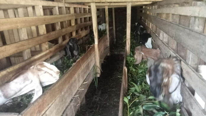 Harga Kambing Kurban di Ciamis