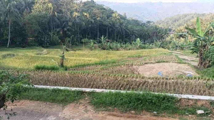 Hasil Panen Padi Petani