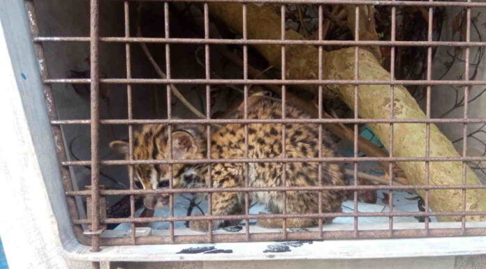 Pria di Garut Jual Kucing Kena Bui, Ternyata Satwa Langka