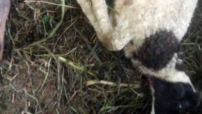 8 Ekor Kambing di Ciamis Mati Mengenaskan