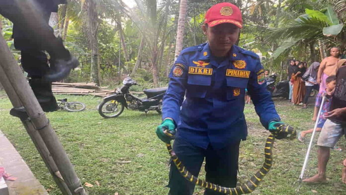 Ular cincin emas sembunyi di plafon rumah warga Ciamis