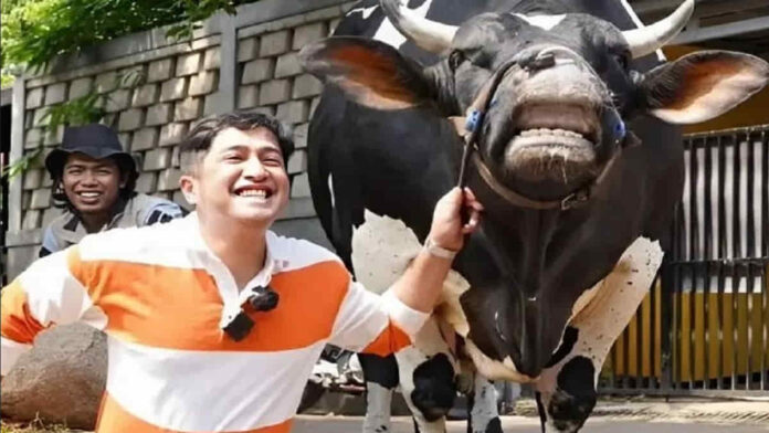 Deretan Artis Indonesia Kurban Sapi Jumbo di Idul Adha 2024