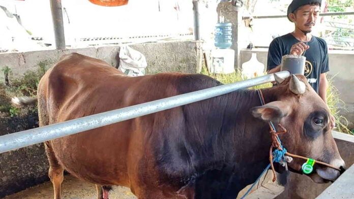 Lapak Sapi Kurban di Tasikmalaya Masih Sepi