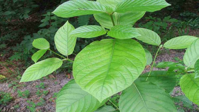 Manfaat Daun Kratom, Pereda Nyeri hingga sebagai Obat Stimulan