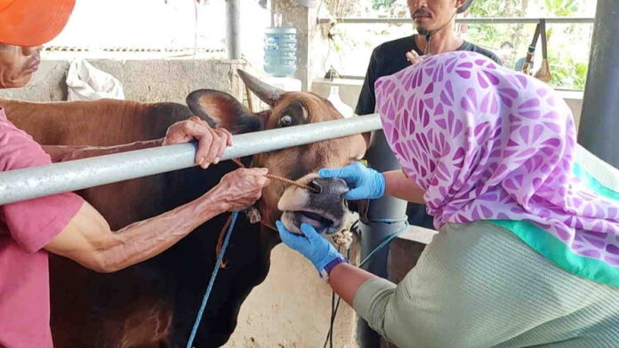 Penjual Sapi Kurban di Tasikmalaya Disidak