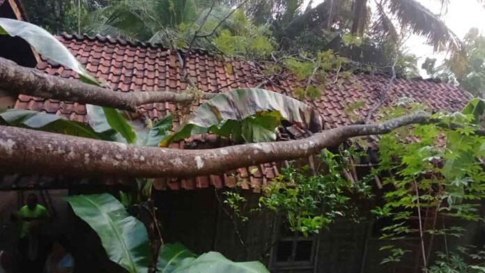 Pohon Pete roboh timpa rumah di Ciamis