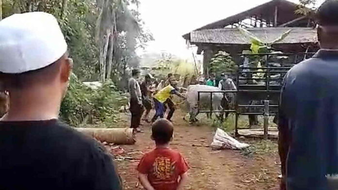 Sapi Kurban di Kawali Ciamis Ngamuk dan Berontak