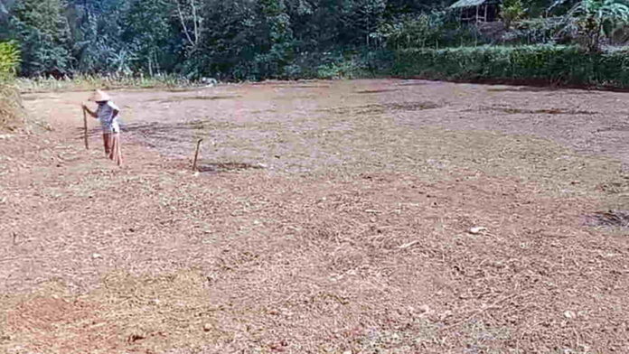 Sawah Kekeringan, Petani di Langkaplancar Pangandaran Terpaksa Beralih Tanam Jagung