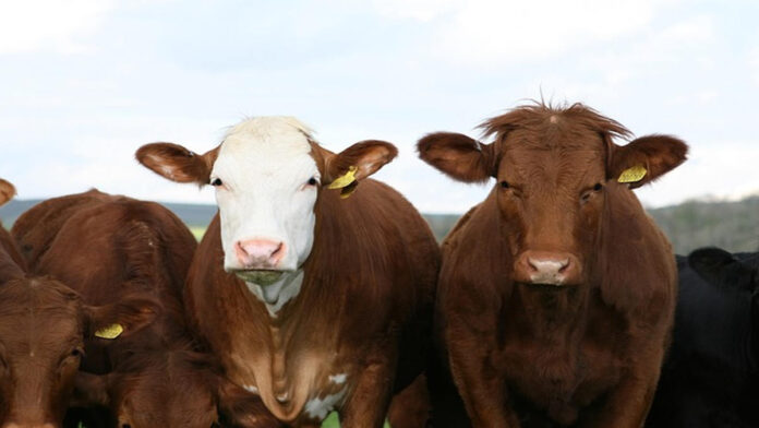 Solusi Bisnis Hewan Kurban untuk Mendapatkan Peluang Besar
