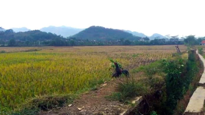 ancaman kekeringan di bandung barat