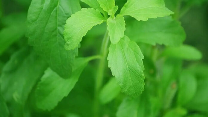 Budidaya Tanaman Stevia Jadi Peluang Bisnis Menjanjikan