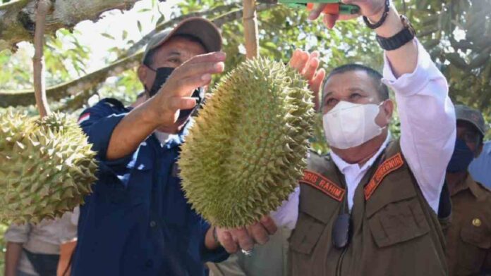 Cara Budidaya Durian Musang King Agar Buah Panen Optimal