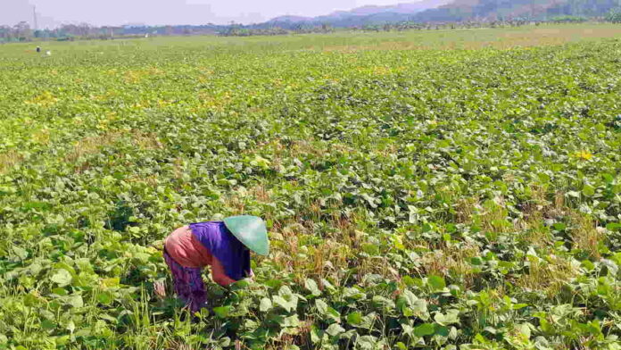 Kacang Hijau Jadi Obat Duka Petani di Kutawaringin Ciamis yang Gagal Panen Padi