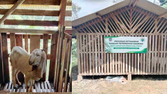 Kambing Program Ketahanan Pangan di Cipaku Ciamis Terjangkit Gudik, 15 Ekor Mati