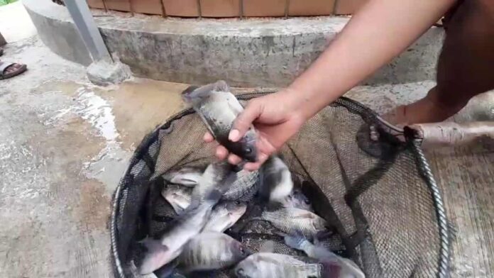 Kebutuhan Ikan Konsumsi di Kota Banjar