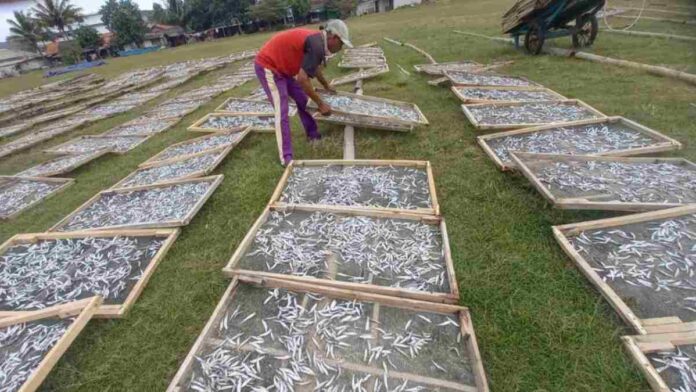 Musim Ikan Layang