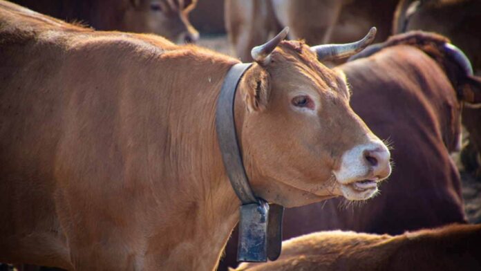 populasi sapi Jawa Barat