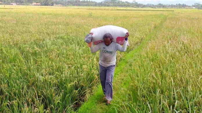 Petani Gagal Panen di Kota Banjar Dapat Asuransi Ganti Rugi Rp6 Juta