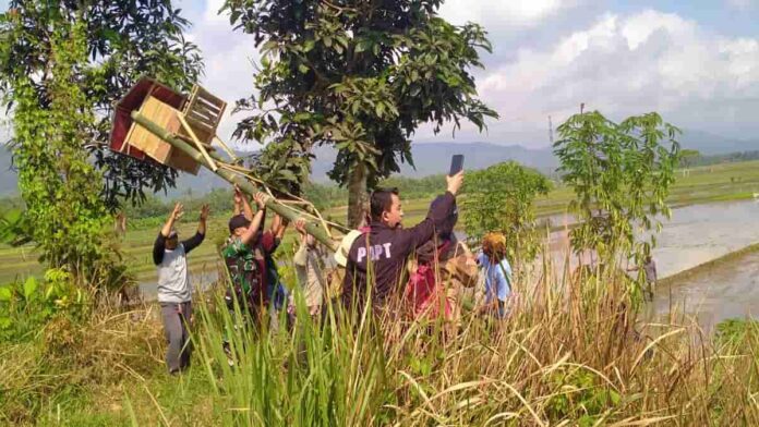 Rumah Burung Hantu di Pamarican Ciamis