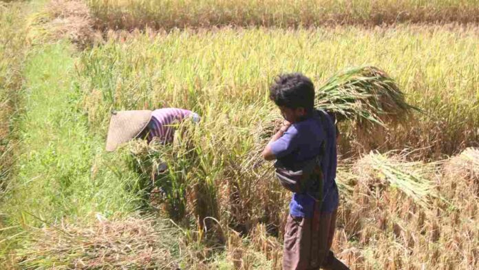 Sawah gagal panen Pangandaran