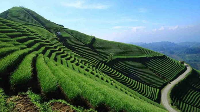 Terasering Panyaweuyan Majalengka, Wisata Persawahan Populer