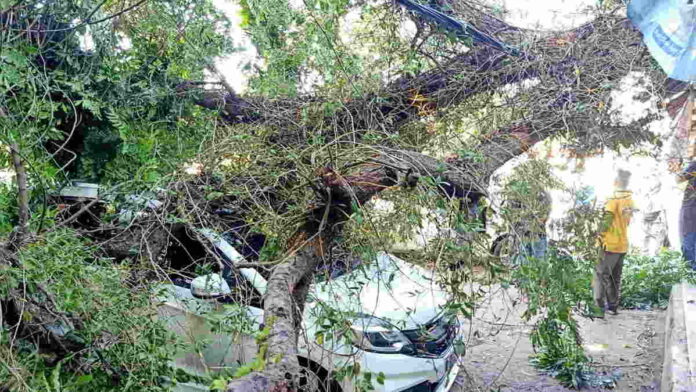 Tiga Mobil di Pangandaran Tertimpa Pohon Kenari yang Tumbang