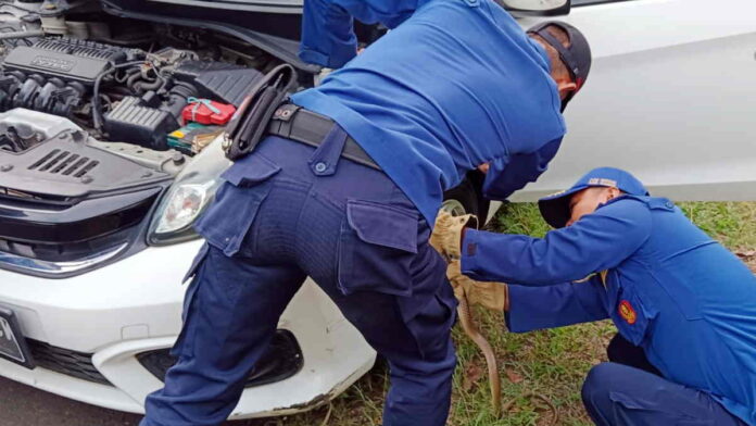 Ular Masuk Kap Mobil, Warga Rancah Minta Bantuan Damkar untuk Evakuasi