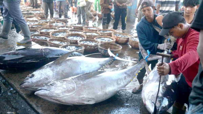 Cara Budidaya Ikan Tuna dan Keuntungan Usahanya