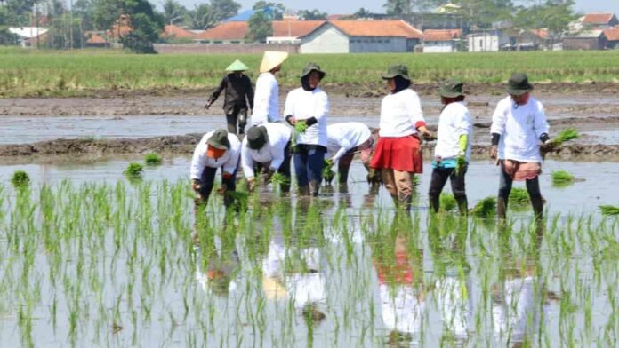 Jaga alih fungsi lahan sawah di Kota Bandung