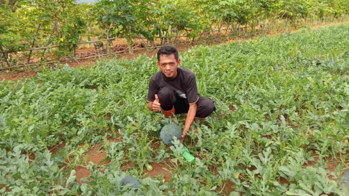 Pemuda Asal Handapherang Ciamis Ini Sukses Bertani Semangka, Pembeli Bisa Petik Langsung