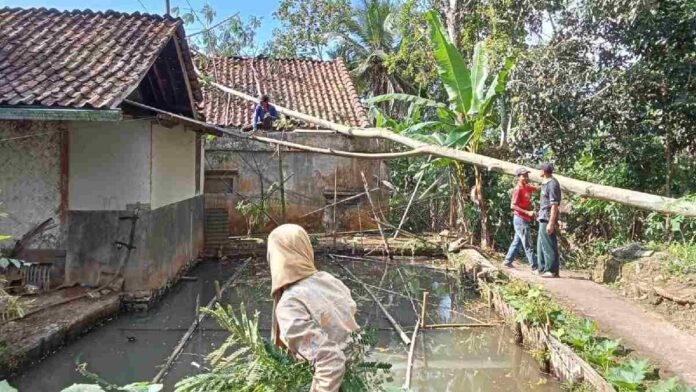 Pohon Albasia Tumbang rumah