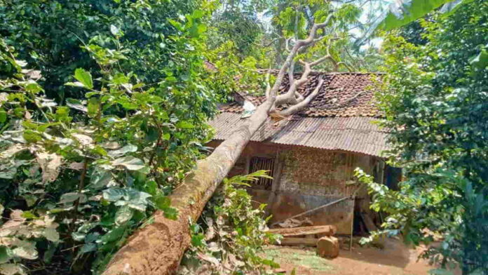 Satu Rumah Warga di Mekarmulya Ciamis Rusak Tertimpa Pohon Tumbang