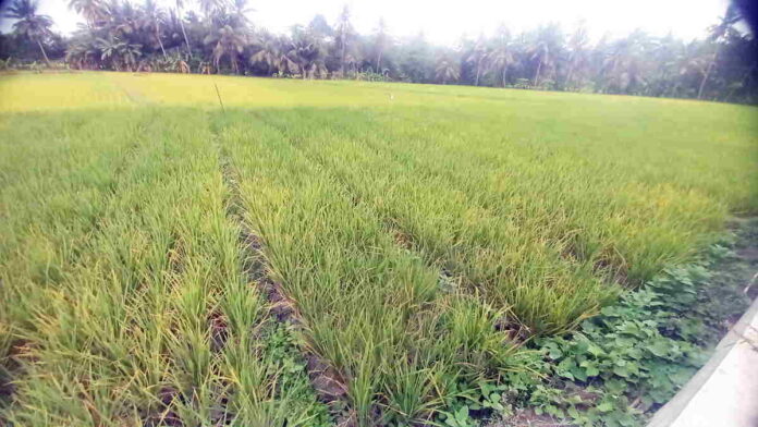 Tanaman Padi Mati karena Kurang Pasokan Air, Petani di Pangandaran Pesimis Bisa Segera Panen