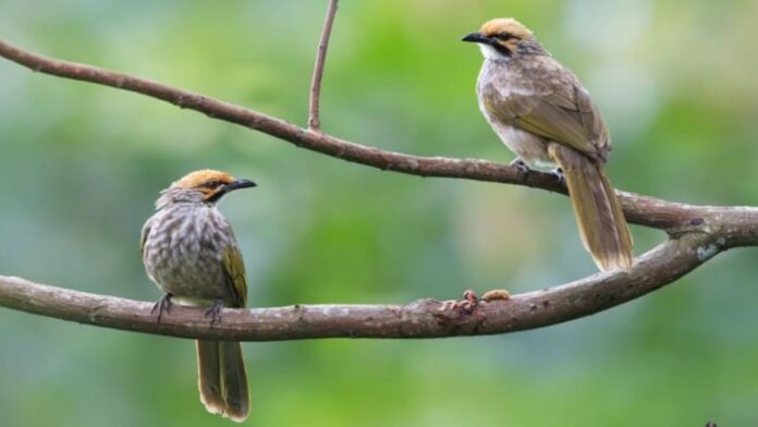 Cara Ternak Cucak Rowo yang Berpeluang Sukses