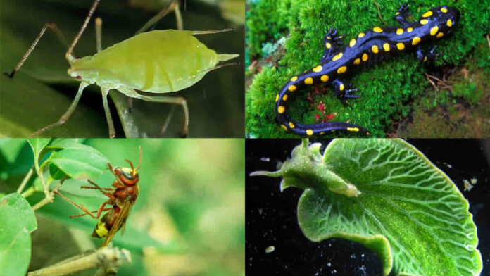 Hewan yang Melakukan Fotosintesis, Ada Siput Laut Hijau