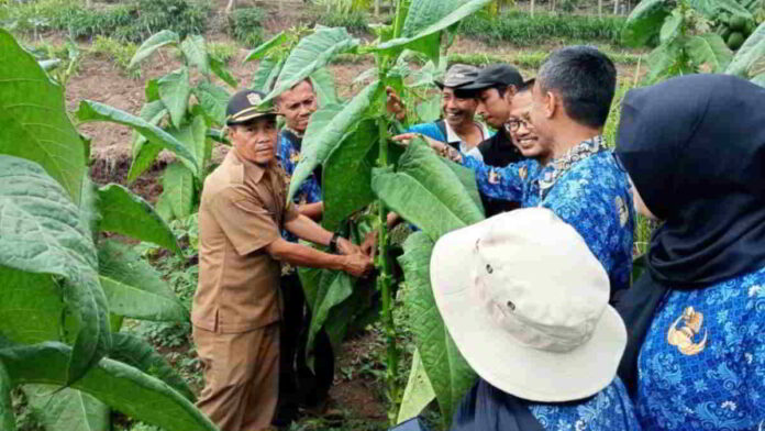 Tembakau Kualitas Terbaik