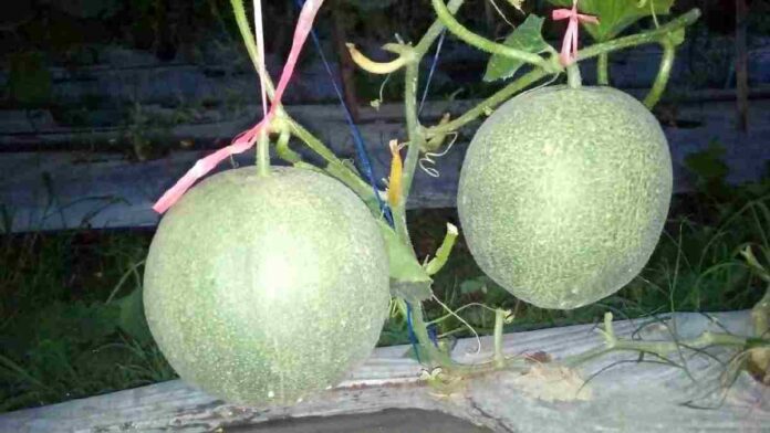 Melon pertiwi