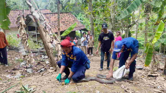 Petugas Damkar Banjarsari Ciamis Berhasil Menangkap 2 Ular King Kobra Besar