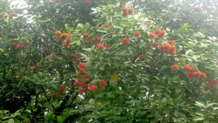 Budidaya Rambutan Binjai, Potensi Usaha Raup Untung Besar