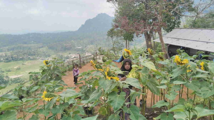 Makin Indah, Ribuan Poho Bunga Matahari di Bukit Nalangsa Langkaplancar Pangandaran Berbunga