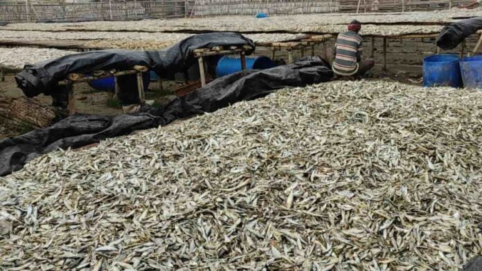 Peluang Usaha Ikan Asin, Terbuka Lebar untuk Pasar Global