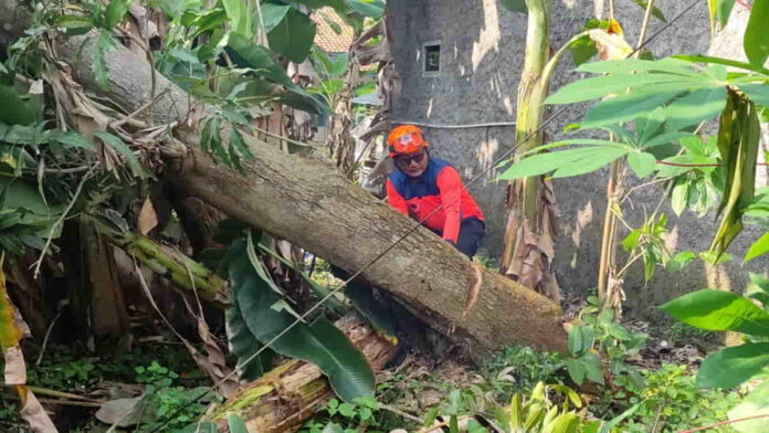 Pohon tumbang timpa rumah warga di Kota Banjar