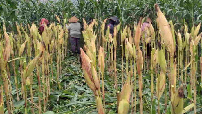 Siap Panen Jagung, Petani di Langkaplancar Pangandaran Berharap Harga Stabil