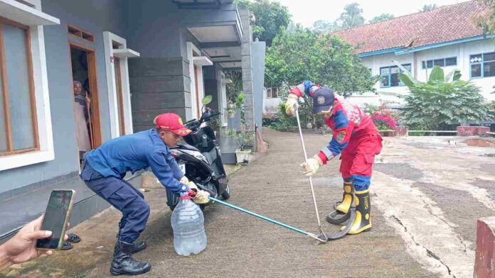 Ular Kobra Hitam Muncul di Halaman Rumah Warga Rancah Ciamis