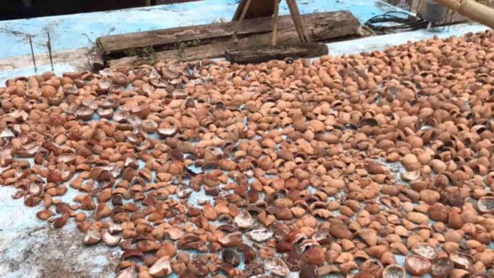 Harga kelapa semakin mahal di Pangandaran