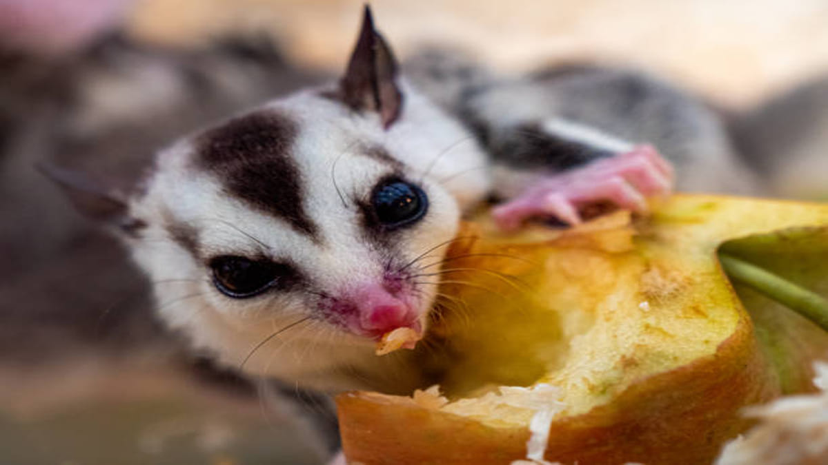 Budidaya Sugar Glider Hasilkan Keuntungan Besar