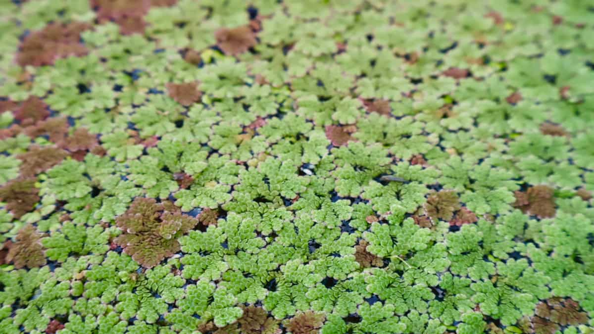 Cara Budidaya Rumput Azolla dengan Mudah, Hasilkan Keuntungan Jangka Panjang